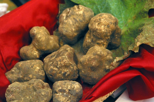 Olívaszüret és szarvasgomba fesztivál Toszkánában