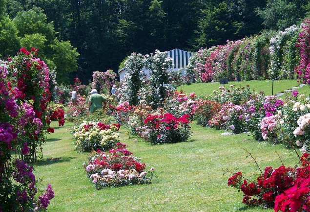 Rózsavirágzás  Baden bei Wienben és Johannesbachklamm-szurdok