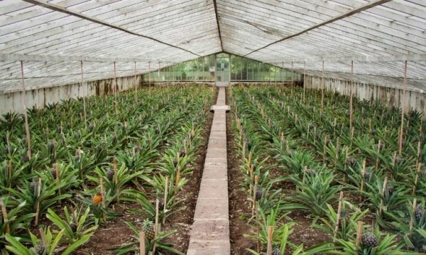 Azori-szigetek és az Atlanti-óceán bálnái ****