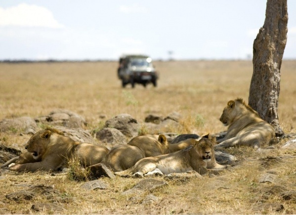 A nagy állatvándorlás nyomában