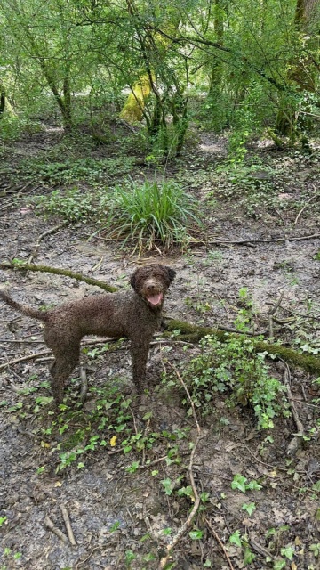 Ősz az Isztrián szarvasgomba vadászattal