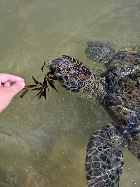 Srí Lanka csodái és Maldív-szigeteki pihenés - kiscsoportos körutazás tengerparti pihenéssel