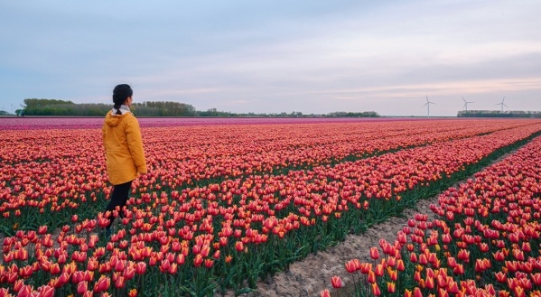 Tulipánok országa, Hollandia
